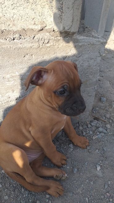 отдам котенка в добрые руки: Продаю щенка американского питбуля ( полтара месячный). Цена