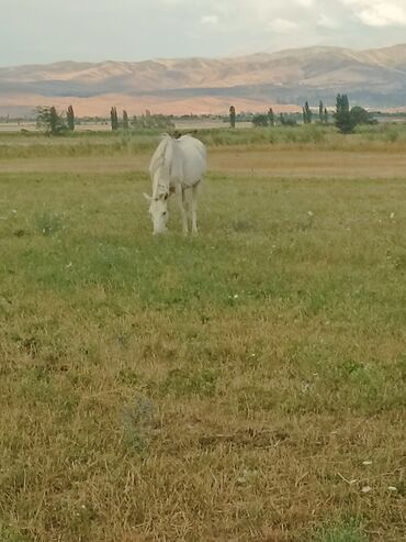 Лошади, кони: Продаю | Кобыла (самка) | Английская | Конный спорт | Племенные — 4