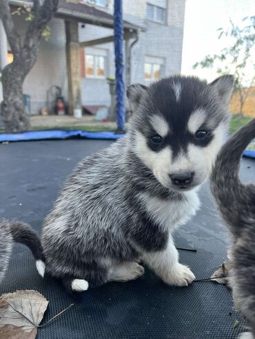 Psi: Sibirsky haski štenci - Leglo prelepih štenaca sibirskog haskija na lalafo.rs — 9 Psi: Sibirsky haski štenci - Leglo prelepih štenaca sibirskog haskija — 9