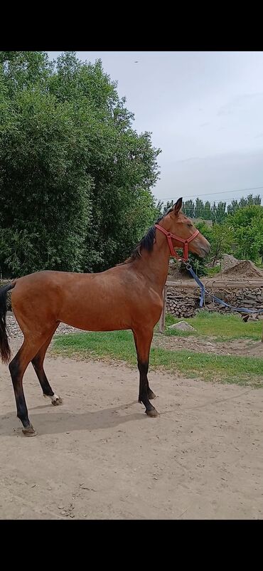 Лошади, кони: Продаю | Конь (самец), Жеребец, Жеребенок | Для разведения, Конный спорт | Племенные, Осеменитель