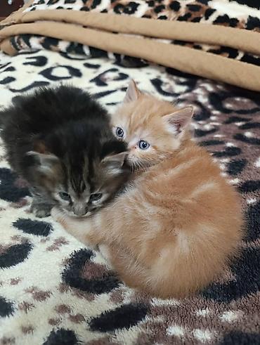 1 месяц, Девочка, Рыжий at lalafo.kg 1 месяц, Девочка, Рыжий
