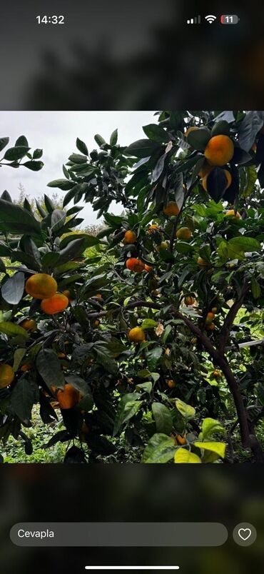 qapi ustu asmalar: Heyet mandareni kq 2 azn