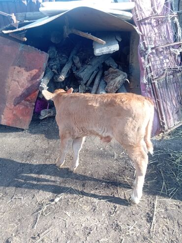 Коровы, быки: Продаю | Музоо, торпок | Полукровка | На откорм — 3