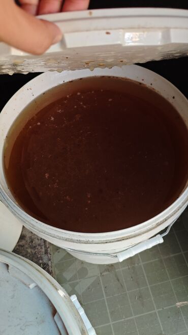 растения даром: Обменяю натуральный 🍯 мёд на мешок лука,и пол мешка морковки