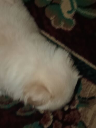 İtlər: Pekines, 1 ay, Erkek — 9