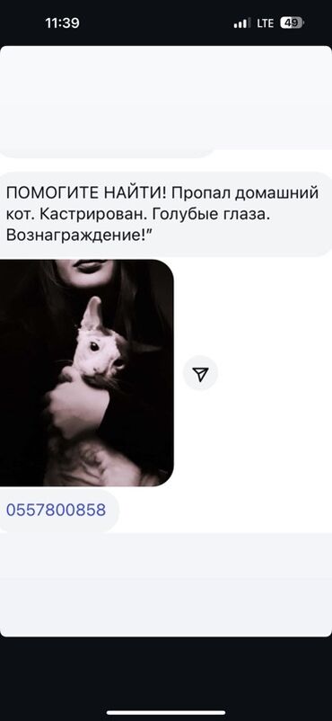 Продажа кошек: Пропал домашний кот. Кастрирован, с голубыми глазами. За нахождение
