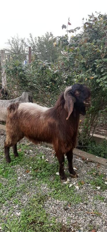su cənləri ikinci əl: Erkək hələb təkələri.il yarımlıq yekə təkə 550 azn,7aylıqlar 250