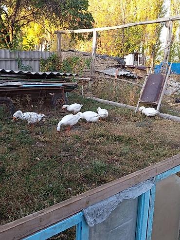 индюк биг 6 купить: Домашние гуси, белые. - Порода: белые тяжелого типа (крупные, с — 4