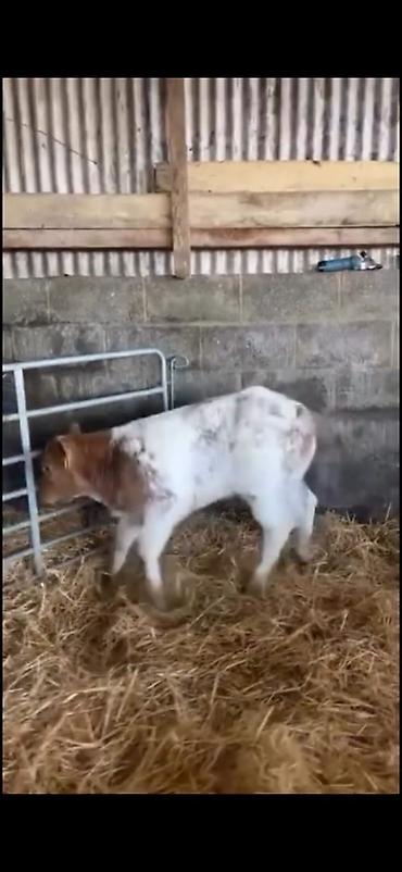 Dana, buzov: Satılır: erkək balalıq (dana) Xüsusiyyətlər: - Rəng: ağ-qırmızı — 2