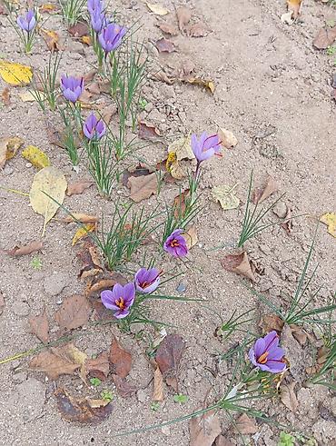 Соусы и специи: Safran (Crocus sativus) çiçəkləri və dişicikləri - Təsvir: Şəffaf — 1