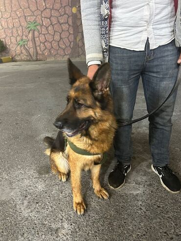 İtlər: Alman çoban iti, 2 il, Dişi, Peyvəndli, Pulsuz çatdırılma — 4