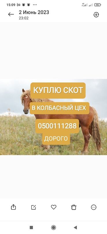 цена лошади в кыргызстане: Куплю | Коровы, быки, Лошади, кони | Круглосуточно, Любое состояние, Забитый