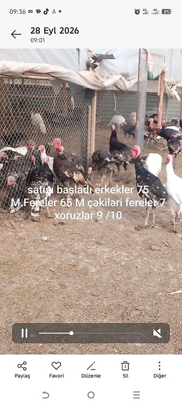 Hinduşkalar: Məhsul: Hind toyuqları və xoruzlar Təsvir: - Qəfəs və açıq meydançada — 1