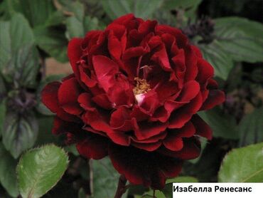 Садовые цветы и кустарники: Саженцы цветка: Розы, Самовывоз, Бесплатная доставка — 15