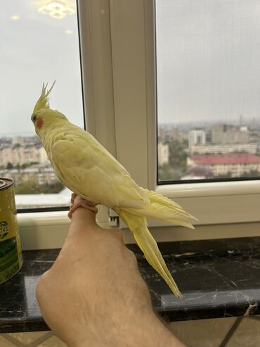 Tutuquşları: Erkək Korella papuqayı satılır Dekabrın 1-i doğulub Boz rəngi və — 17