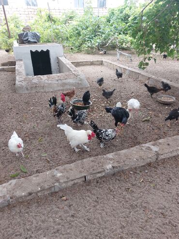 Inəklər, öküzlər: Toyuq, Australorp, Yumurtalıq, Pulsuz çatdırılma, Ödənişli çatdırılma