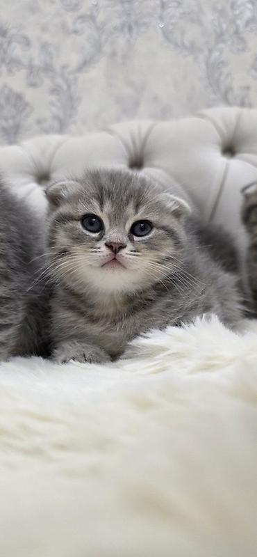 Pişiklər: Şotland, Erkək — 2