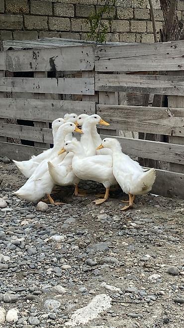 col ordek: Dişi, | Lal ördək, Damazlıq, Ödənişli çatdırılma — 5
