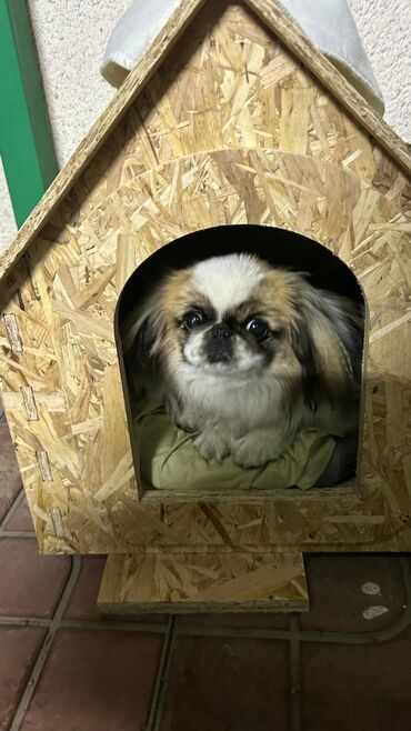 Зоотовары: Будка, домик для собаки. - Материал: плита OSB, толщина 9мм, ширина — 12