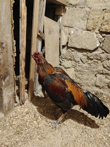 Xoruzlar: Yapon 1 yaş yarımlıq heyvandı problemsiz heyvandı barter yalnız şamo — 9