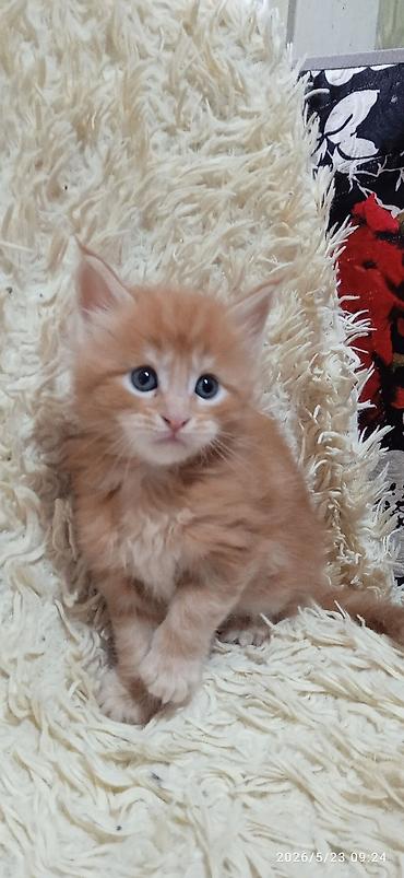 Продажа кошек: Мейн-кун, 1 месяц, Девочка at lalafo.kg — 6 Продажа кошек: Мейн-кун, 1 месяц, Девочка — 6