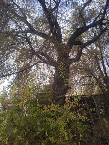 тапчаны бишкек: Отун Карагач, Өзү алып кетүү lalafo.kg да тапчаны бишкек: Отун Карагач, Өзү алып кетүү