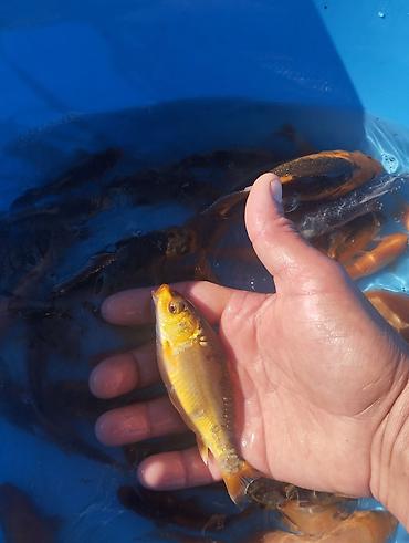 Рыбы: Коя, малёк карпа Кои — 11