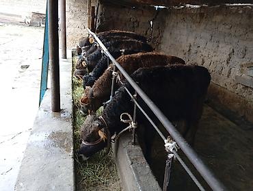 Коровы, быки: Продаю | Бык (самец) | Швицкая | На откорм — 8