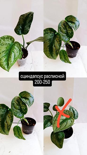 Сингониумдар: Комнатные растения в горшках: - Синадениума Гранта (сорт Rubra) — — 6