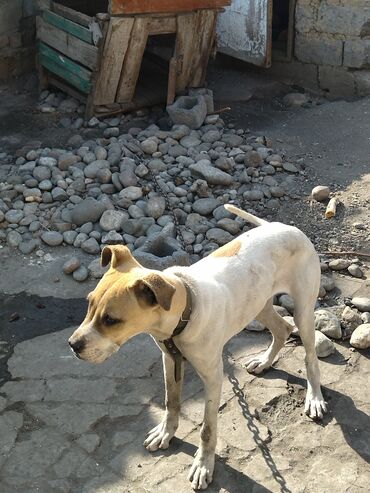 Продажа собак: Алабай, 7 месяцев, Самка, С прививкой, С родословной — 4