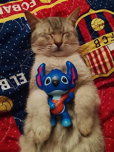 Pişiklər: Erkək — 1