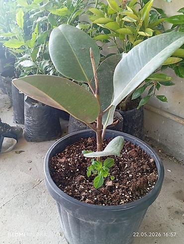 xolikan bitkisi: Rezənə kauçuk ağacı (Ficus elastica) – qapalı məkan üçün dekorativ — 1
