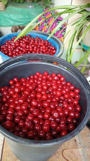большой чупа чупс: Продаю вишню