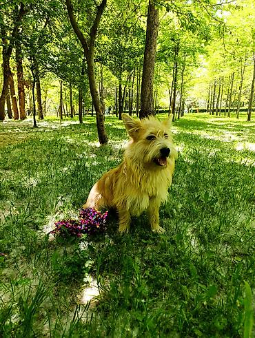 Другие услуги: 🐾 Лапки под присмотром — забота, как для своих.🐾 Я няня для ваших — 19