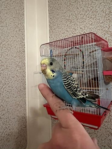 Tutuquşları: 🦜 Xüsusi Danışan Macha – 3 Aylıq Erkək Bala 🦜 Seçilmiş baxım və — 14