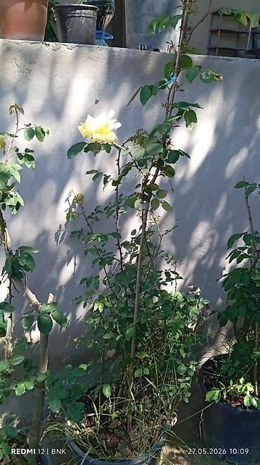 mal dili kaktus: Sarı qızılgül kolu – ətli, iri ləçəkləri və yumşaq ətirli çiçəklərlə — 2