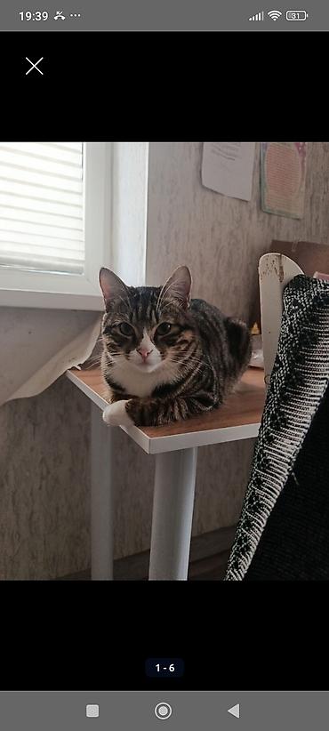 мышык берем: БЕЗ ДЕТЕЙ ! Отдаем в добрые руки кошку и кота,кот кастрирован,кошка — 1