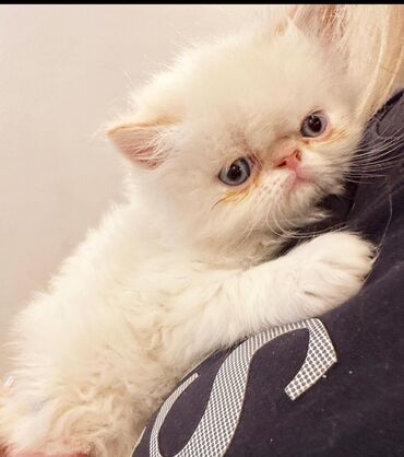 собаку в добрые руки: Ekzot