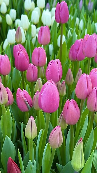 Букеты из живых цветов: Тюльпаны — предзаказ - Срезанные тюльпаны из теплицы, аккуратные at lalafo.kg — 6 Букеты из живых цветов: Тюльпаны — предзаказ - Срезанные тюльпаны из теплицы, аккуратные — 6