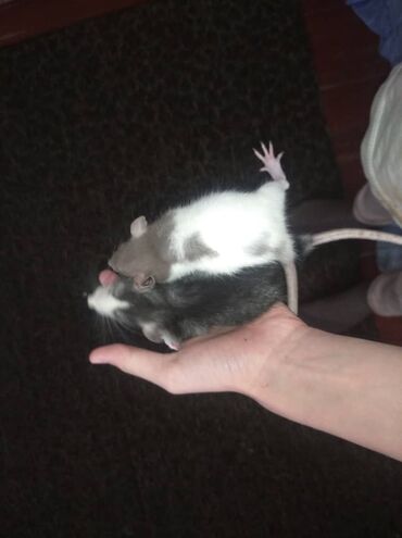 Крысы: Предлагаются к продаже очаровательные маленькие крысята различных — 10