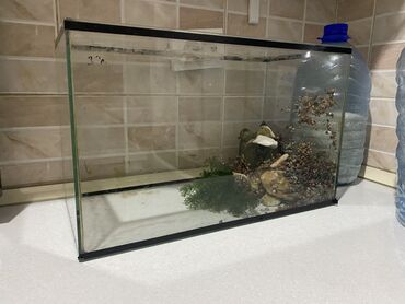 животные продажа: Продаю аквариум 33 литра 
С декором
Без трещин сколов