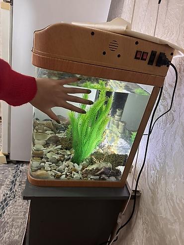 подков: ПРОДАЮ СРОЧНО!!!Дешево Аквариумный комплект с крышкой и тумбой — 2