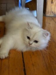 сиамская кошка цена: Şinşilla, Dişi, Yaxşı əllərə, Ünvandan götürmə, Ödənişli çatdırılma