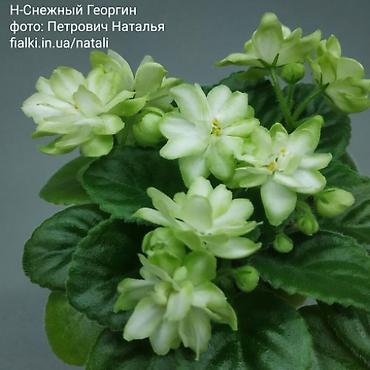 Фиалки и глоксинии: В продаже детки,пасынки сортовых мини и полумини фиалок 🌺🌿🌺 — 13