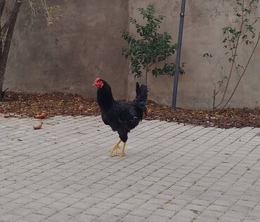 Xoruzlar: Xoruzlar her növde var qiymetler 15,17,20,25, ve 70azn çatdirilmada — 7