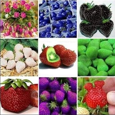 Semena i sadnice: Seme jagode više vrsta
Cena:650din/200 semenki — 10