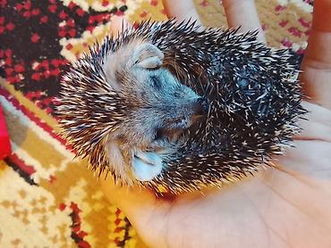 хорьки: 🦔 Продаётся декоративный ёжик Милый, ручной, ухоженный и активный — 3