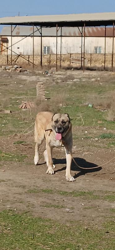 İtlər: Kanqal, 4 il, Erkek — 10