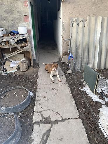 Продажа собак: Питбуль, 8 месяцев, Самка, С прививкой — 7