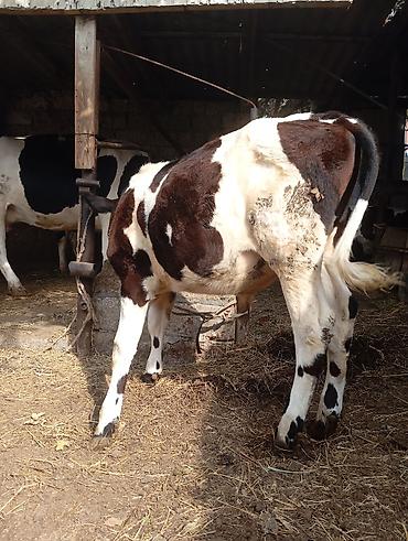 akvarium satilir: 5. aylıq erkek dana satılır unvan bine savxoz razılaşma yolu ilə — 1
